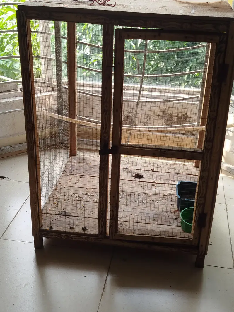 Hen Pair For Sale — photo 3