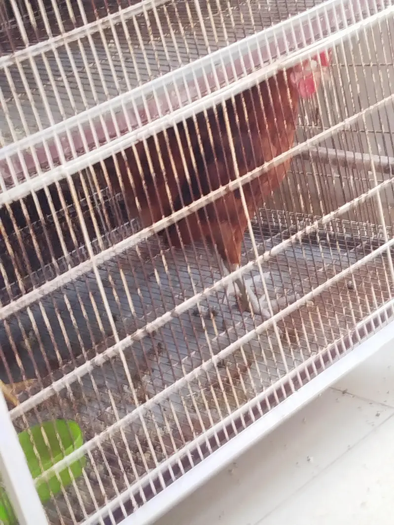 Hen Pair For Sale — photo 4