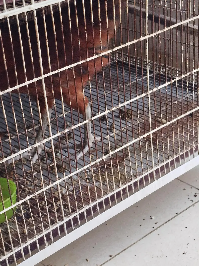 Hen Pair For Sale — photo 5