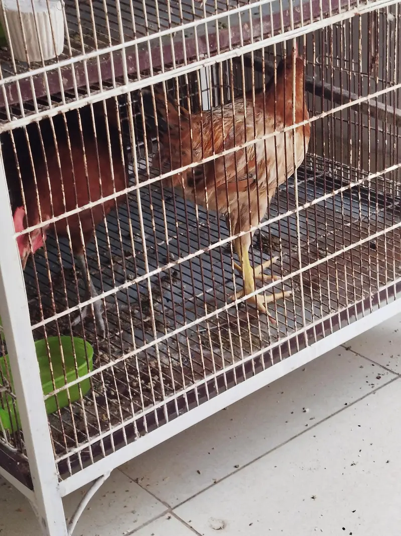 Hen Pair For Sale — photo 6
