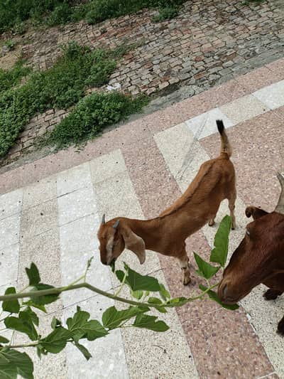 2 Goats for sale price 55000 What'sap number 03355120092