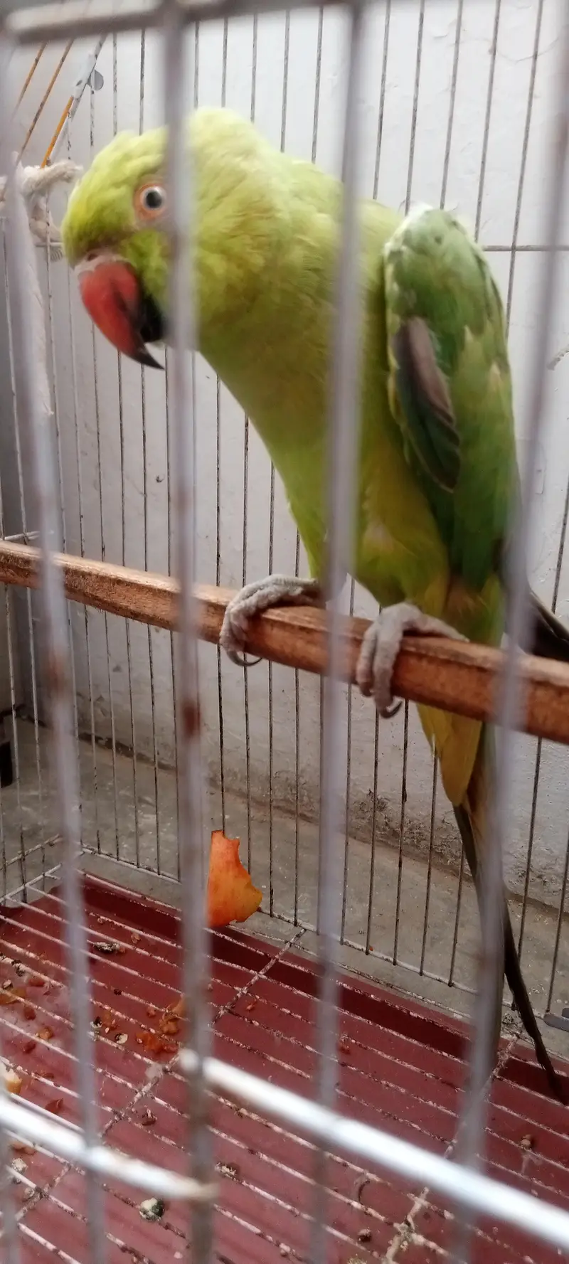 Ringneck — photo 4