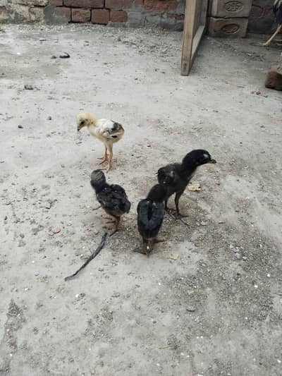 4 chicks of pure aseel are for sale