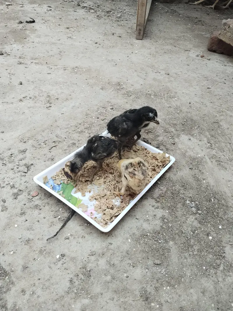 4 chicks of pure aseel are for sale — photo 2