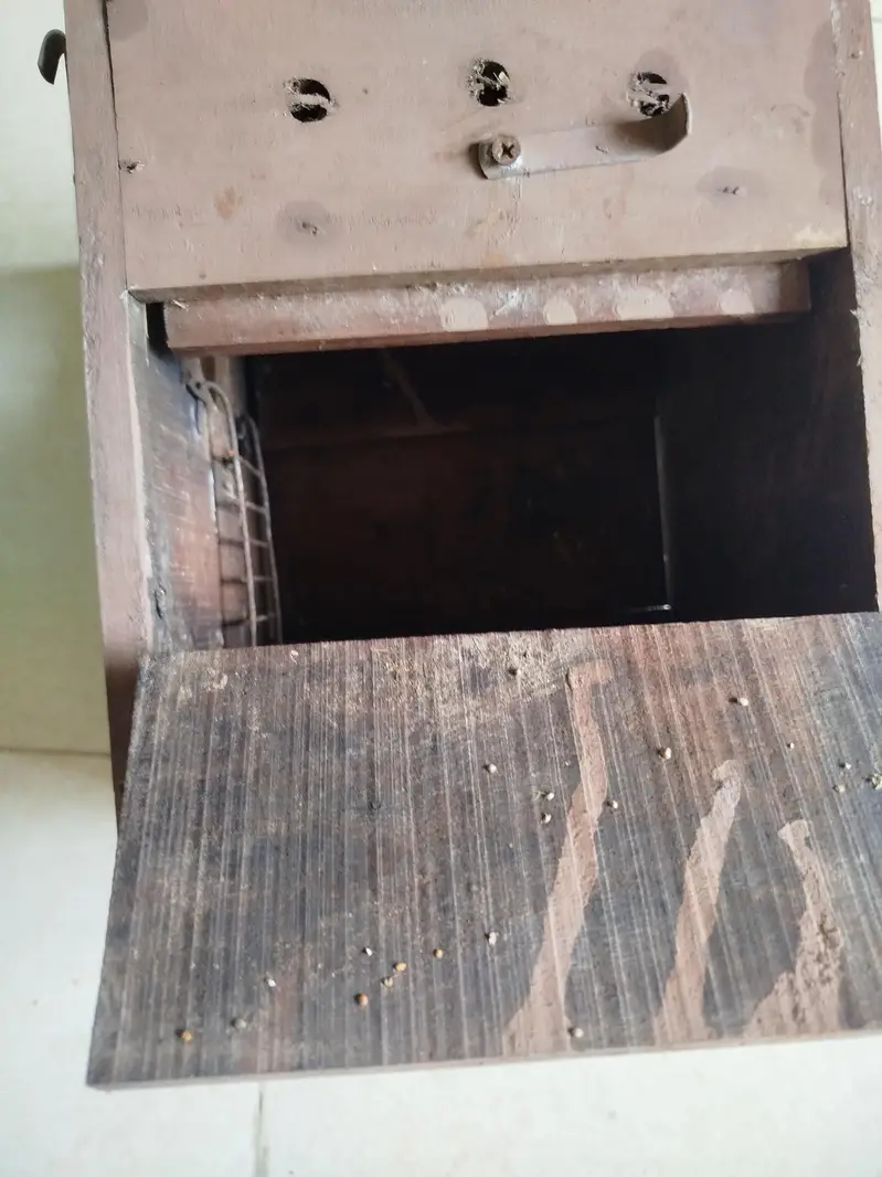 Hen Pair For Sale — photo 10