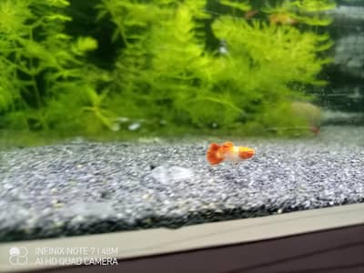 Koi Guppy