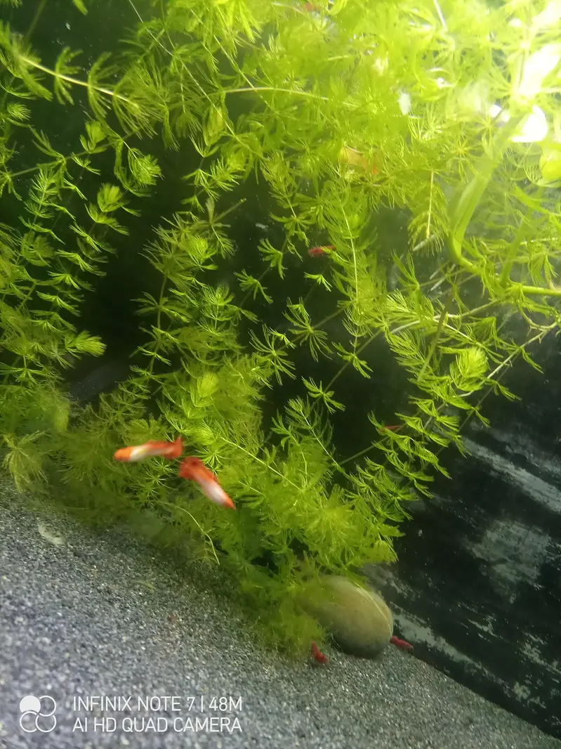 Koi Guppy — photo 2