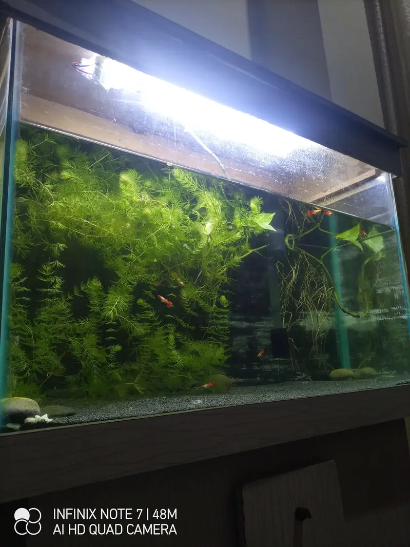 Koi Guppy — photo 3