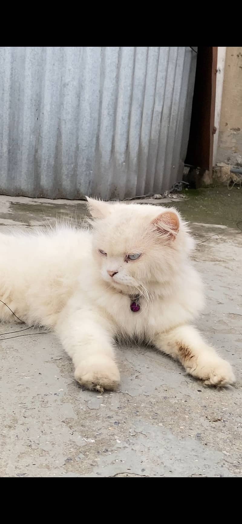 PERSHION CAT 2