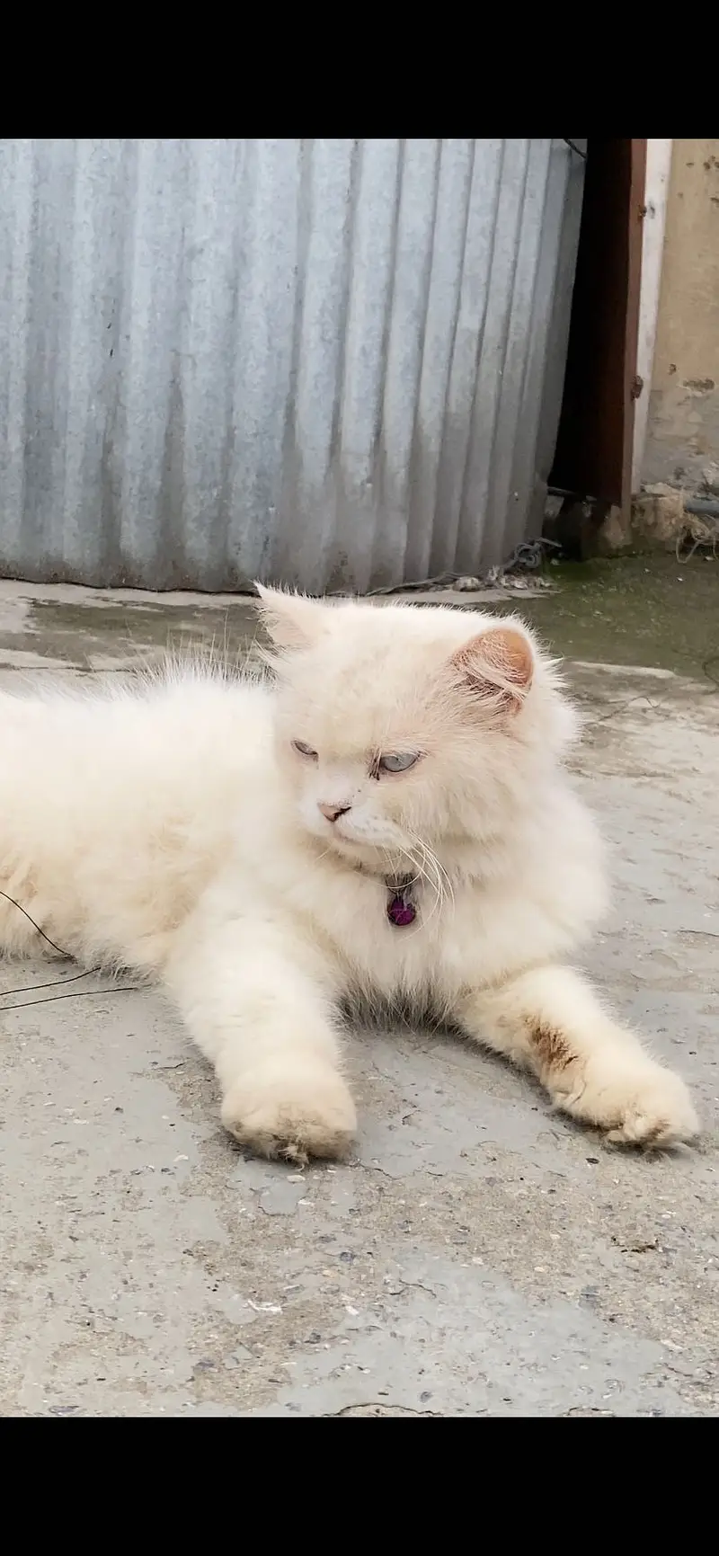 PERSHION CAT — photo 3