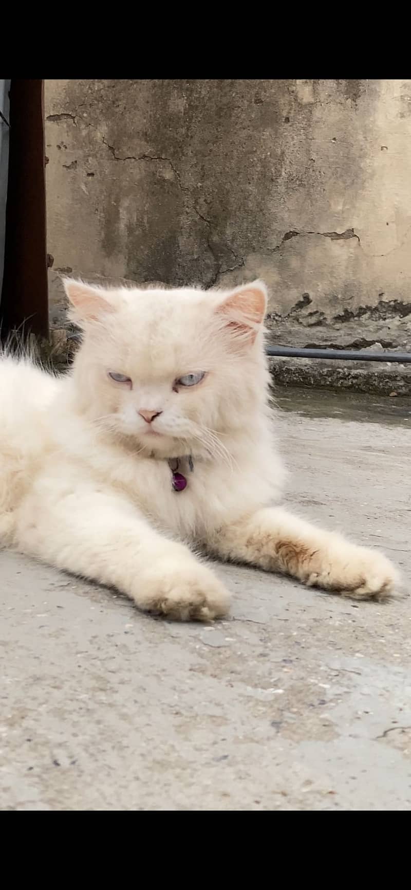 PERSHION CAT 3