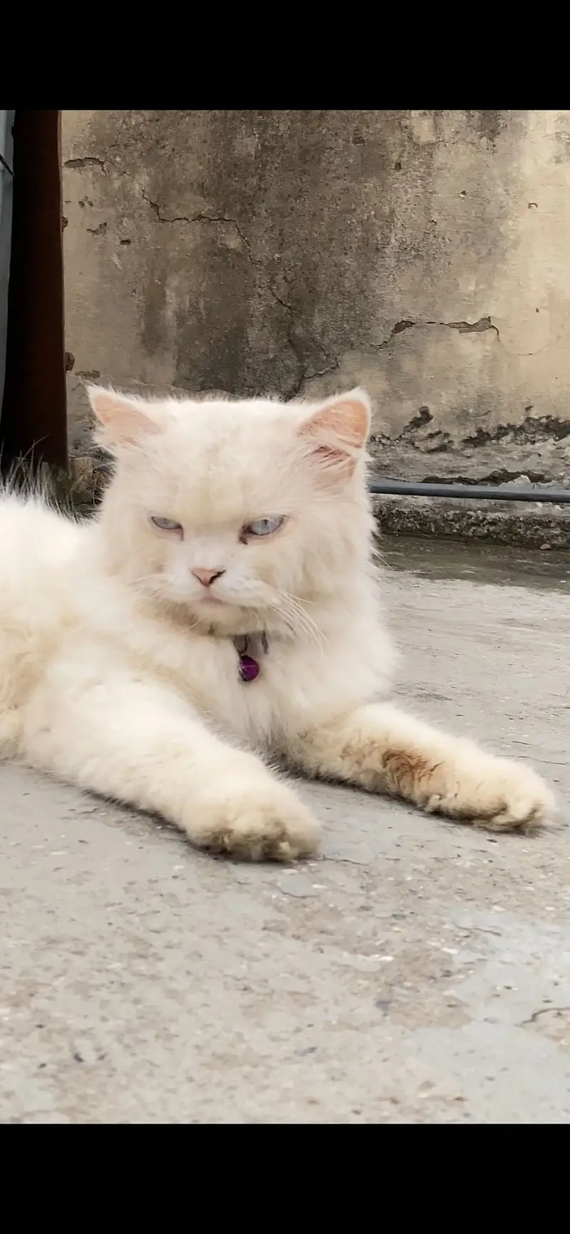 PERSHION CAT — photo 4