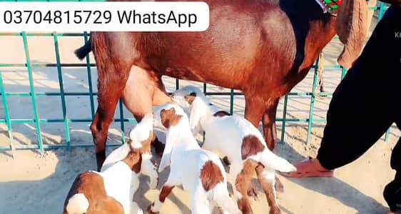 3 Bacchon Ka Sath Desi Bakri For Sale call _O37O48I5729