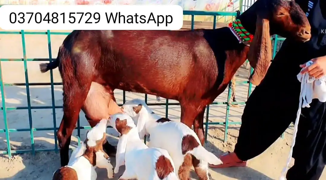 3 Bacchon Ka Sath Desi Bakri For Sale call _O37O48I5729 — photo 2