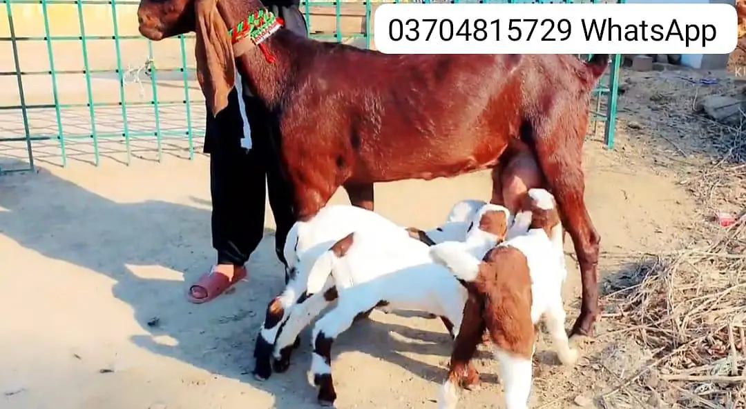 3 Bacchon Ka Sath Desi Bakri For Sale call _O37O48I5729 — photo 3