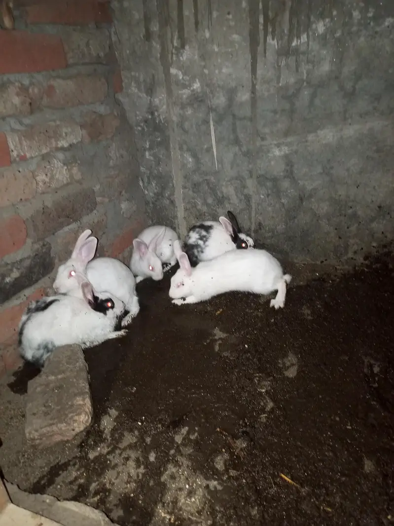 mix  black eyes red eyes — photo 5