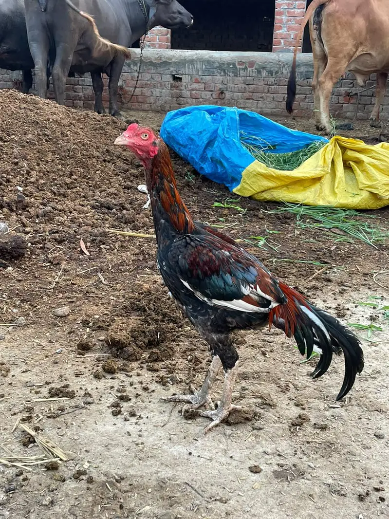 price almost final ha Baki AP ke marzi 8k per piece — photo 5