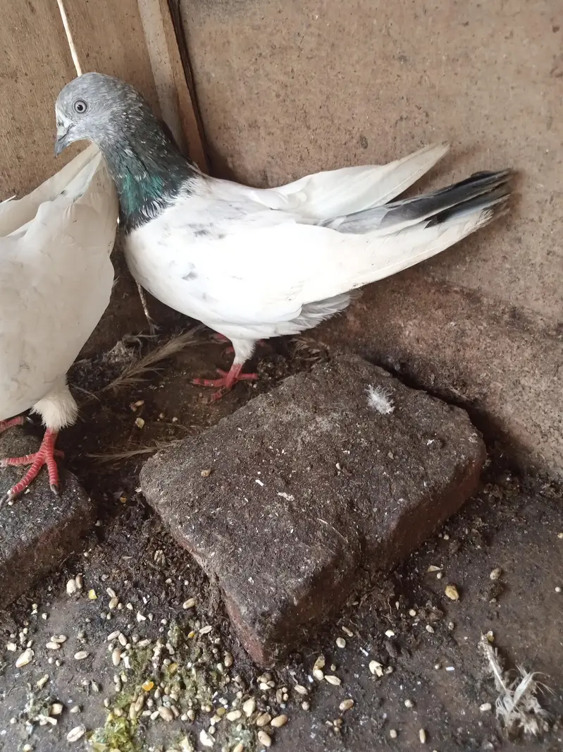 five pairs for sale hai 10000 ma mil jai ghai rat bohat monasib haI — photo 3