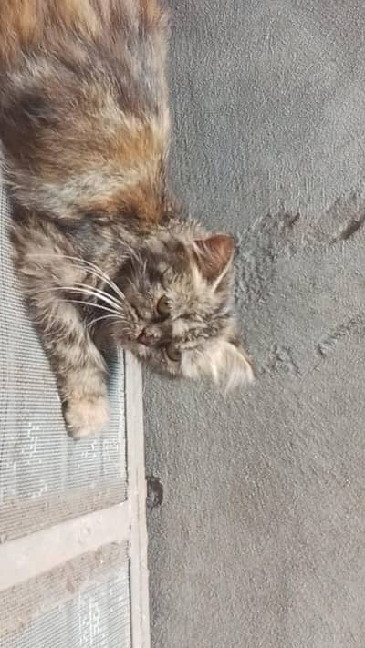 brown Russian cat 