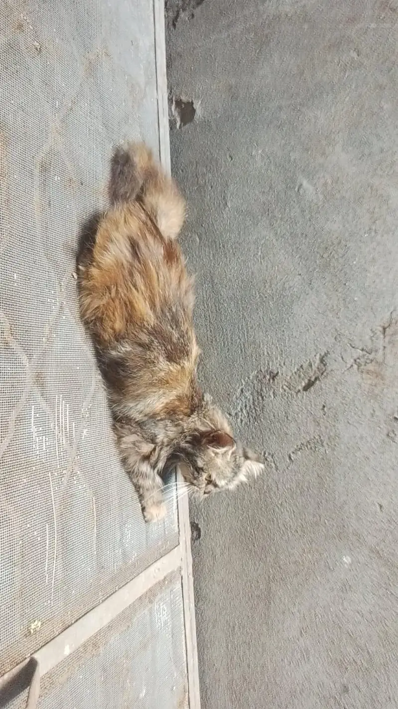 brown Russian cat  — photo 2