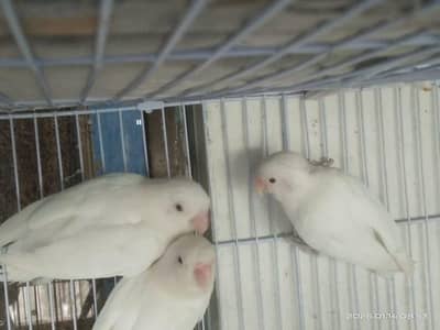 albino red eye lovebird 2 bonded pairs