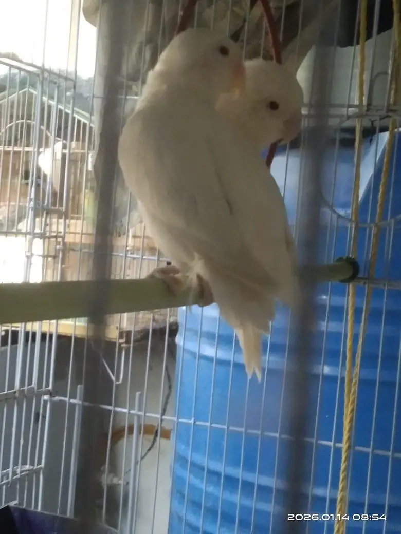 albino red eye lovebird 2 bonded pairs — photo 2