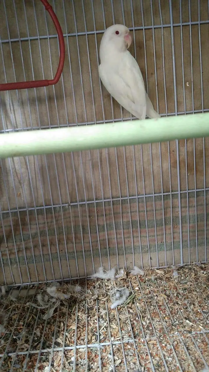 albino red eye lovebird 2 bonded pairs — photo 3