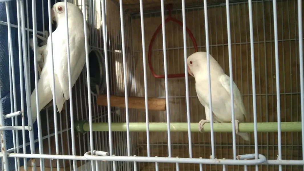 albino red eye lovebird 2 bonded pairs — photo 4