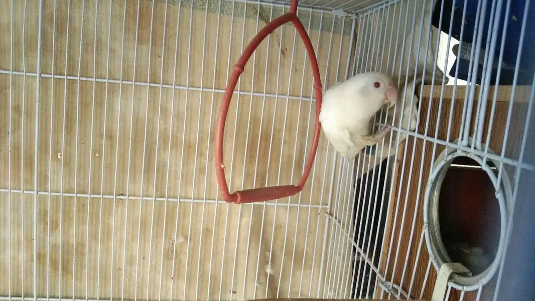albino red eye lovebird 2 bonded pairs — photo 5