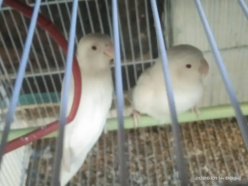 albino red eye lovebird 2 bonded pairs — photo 6