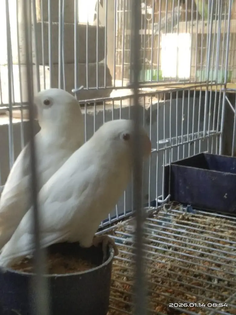 albino red eye lovebird 2 bonded pairs — photo 7