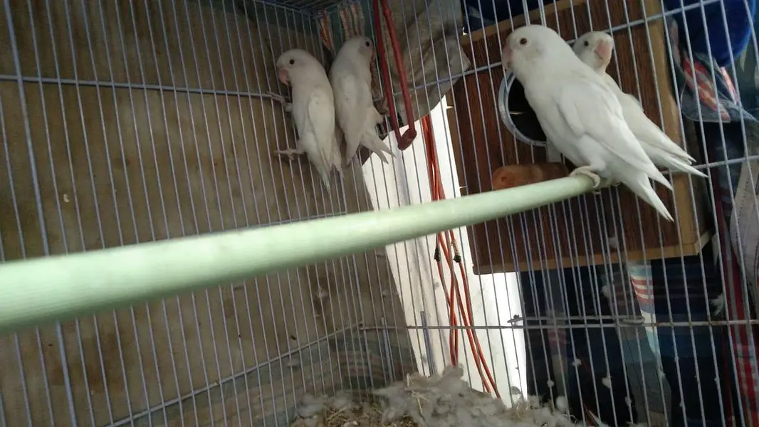 albino red eye lovebird 2 bonded pairs — photo 8