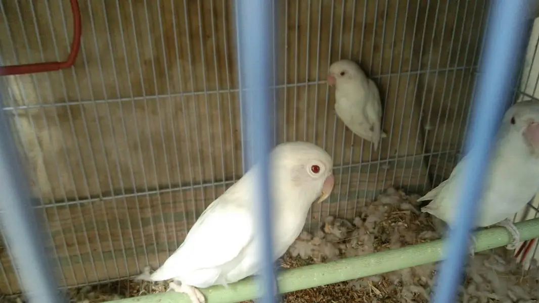 albino red eye lovebird 2 bonded pairs — photo 9