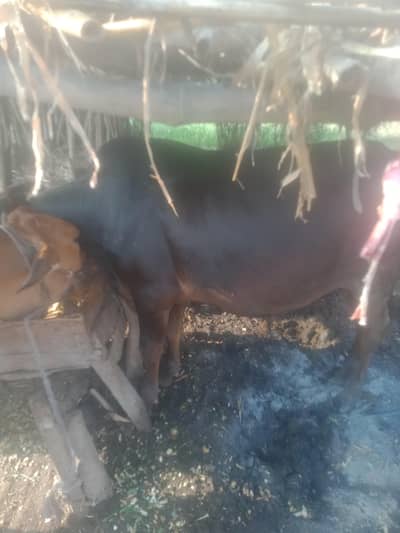 cows,