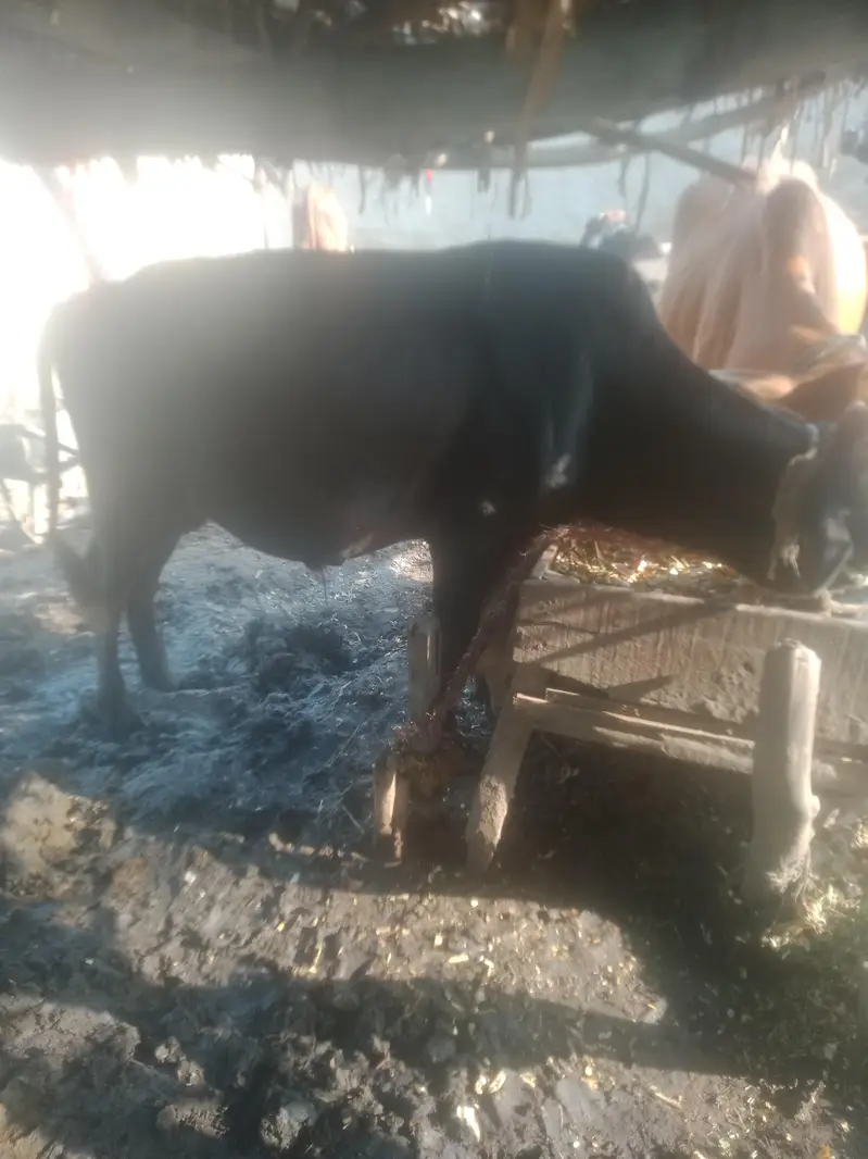 cows, — photo 2