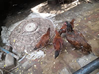 aseel cross bread desi