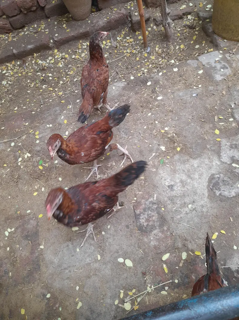 aseel cross bread desi — photo 2