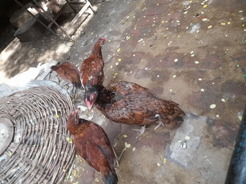 aseel cross bread desi — photo 4