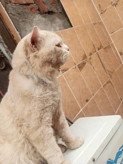 parsian cat