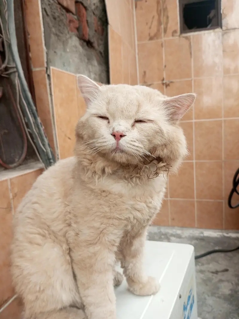 parsian cat — photo 2
