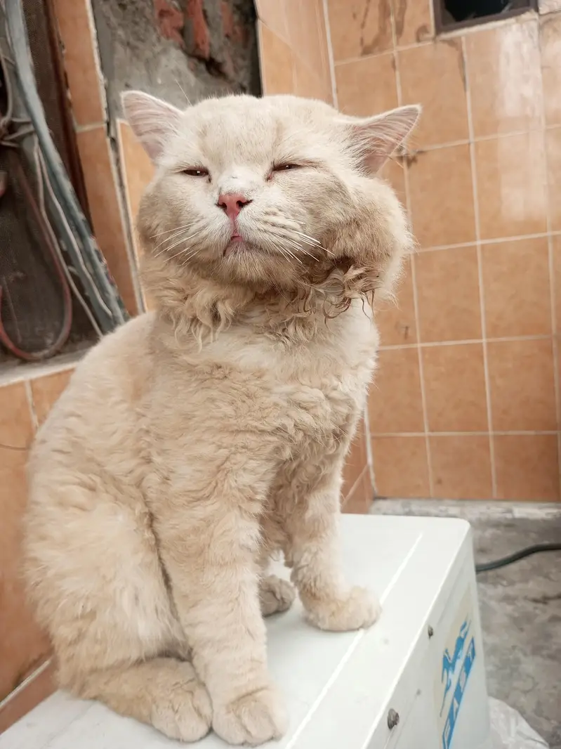 parsian cat — photo 3
