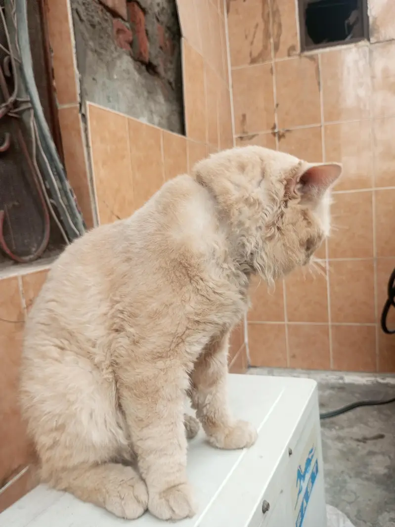 parsian cat — photo 5