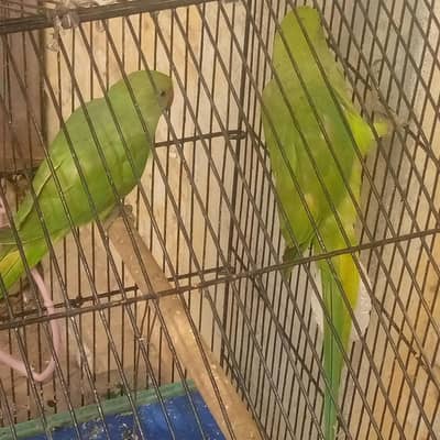 Parrots Lover