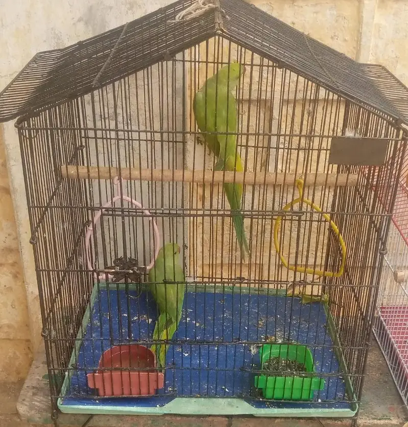 Parrots Lover — photo 2