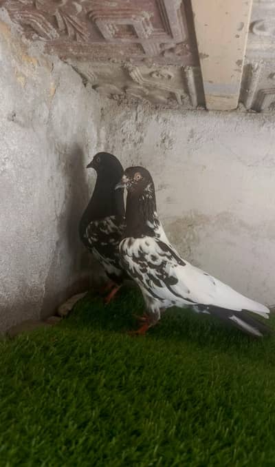 1 daba pure breeder pair