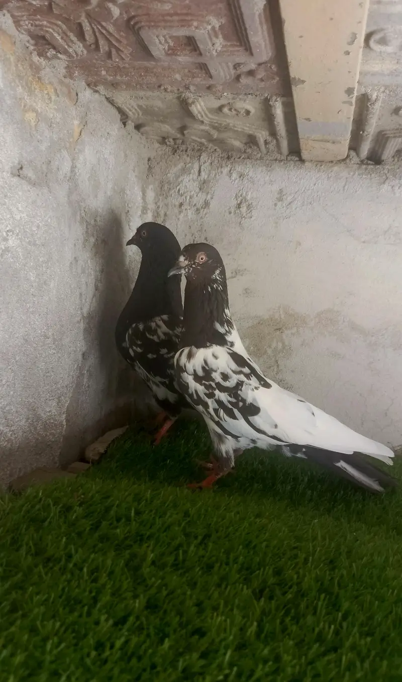 1 daba pure breeder pair