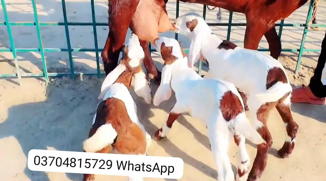 3 Bacchon Ka Sath Desi Bakri For Sale call _ O37O48I5729 — photo 2