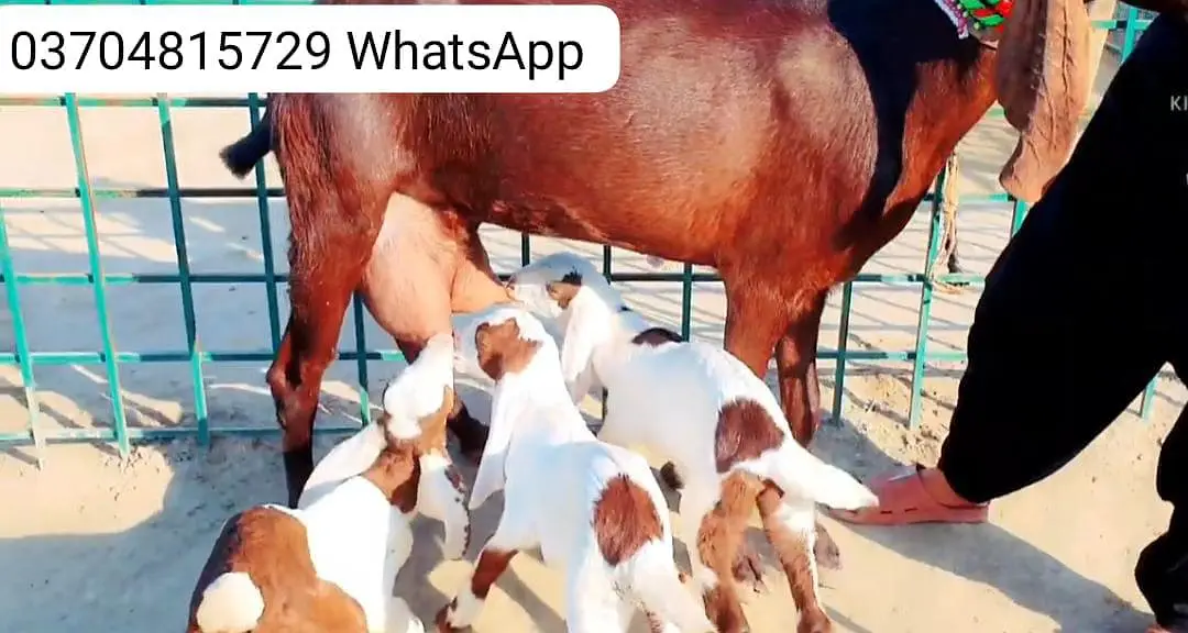 3 Bacchon Ka Sath Desi Bakri For Sale call _ O37O48I5729 — photo 4