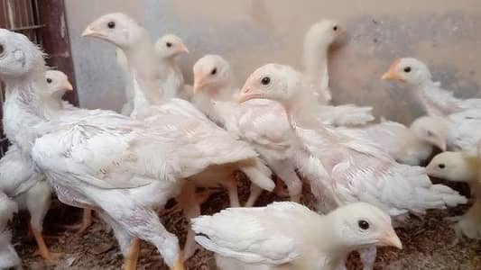 Aseel Heera chicks
