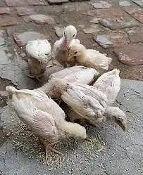 Aseel Heera chicks — photo 2